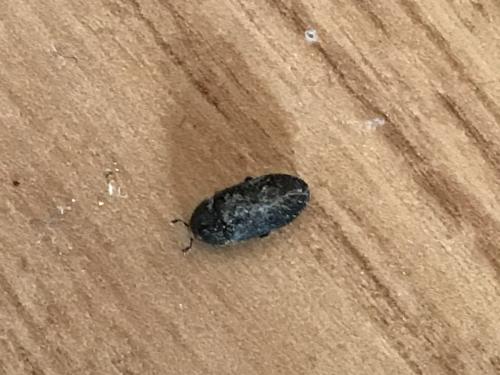 Dermestes sp.