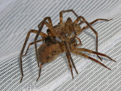 Réf. 256 009 : Zoropsis spinimana