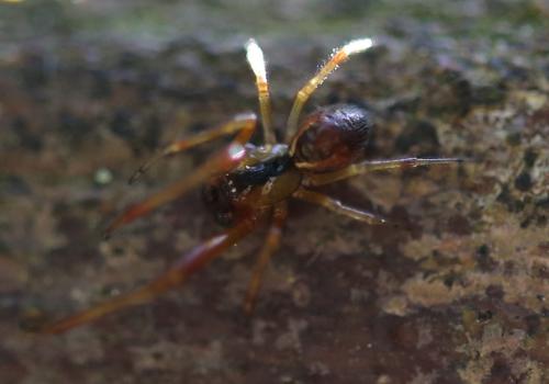Réf. 256 079 : Anelosimus vittatus