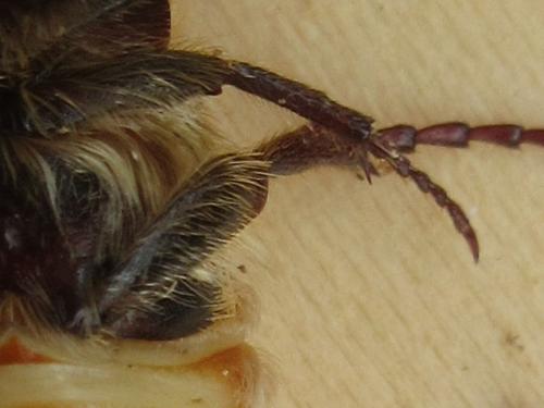 Trichius gallicus