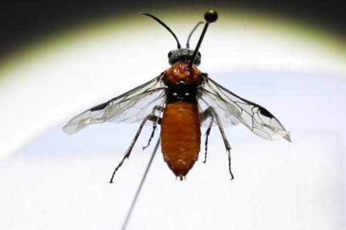 Dolerus sp.