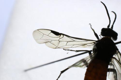 Dolerus sp.