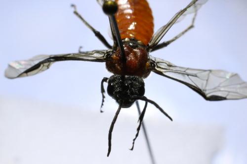 Dolerus sp.