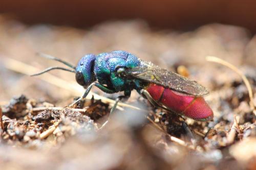 Réf. 256 666 : Chrysura refulgens