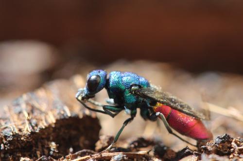 Chrysura refulgens