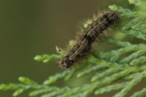 Eilema depressa