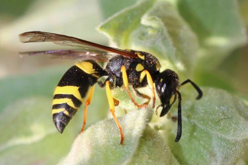 Ancistrocerus parietum