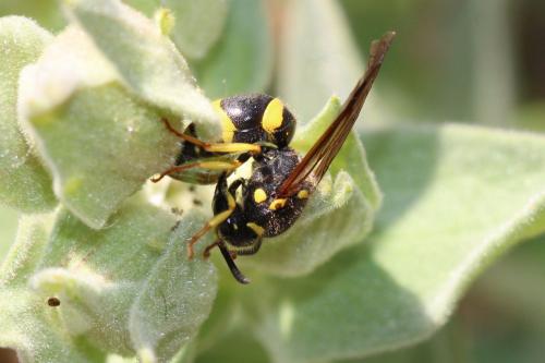 Ancistrocerus parietum