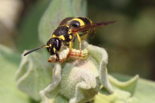 Ancistrocerus parietum