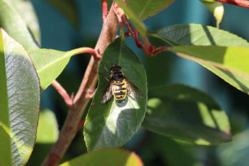 Myathropa florea