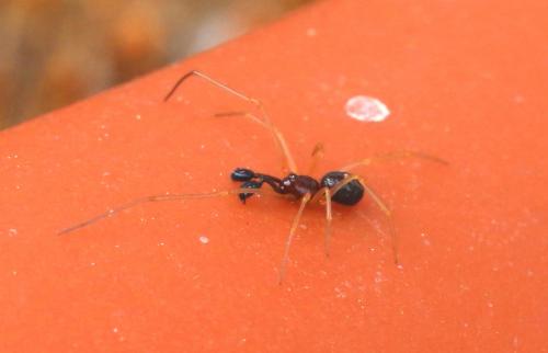 Neottiura bimaculata