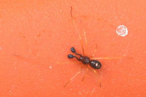 Neottiura bimaculata