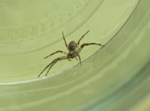 Philodromus sp.