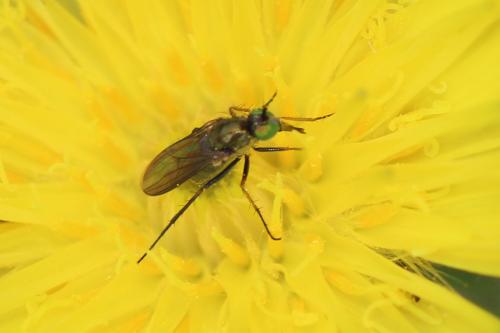 Ortochile nigrocoerulea