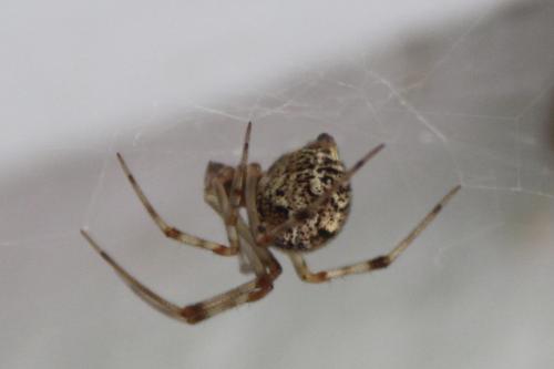 Parasteatoda tepidariorum