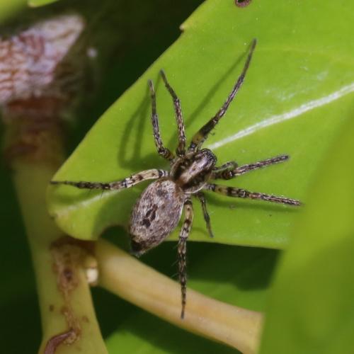 Réf. 256 070 : Anyphaena accentuata