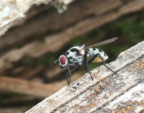 Réf. 256 486 : Anthomyia procellaris
