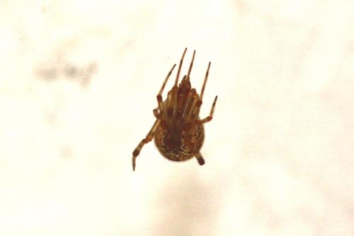 Parasteatoda tepidariorum