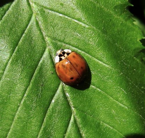 Harmonia axyridis