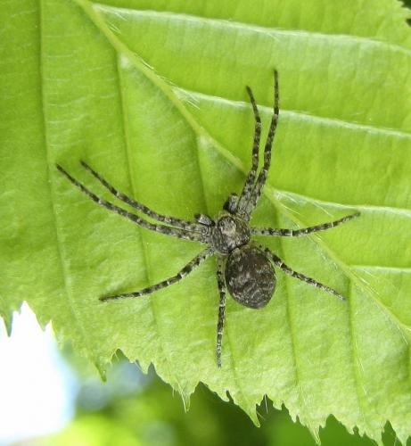 Réf. 256 176 : Philodromus sp.