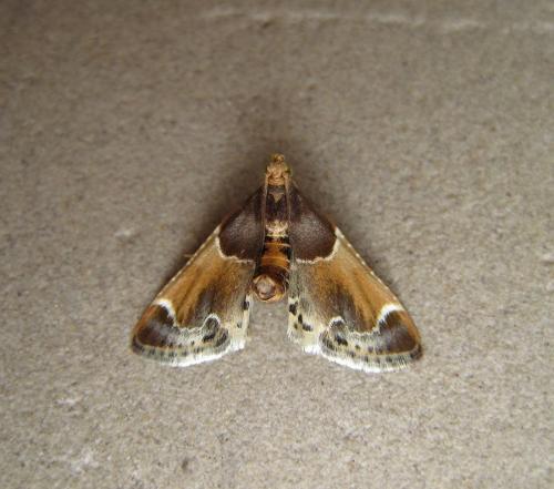 Réf. 256 803 : Pyralis farinalis