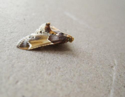 Réf. 256 804 : Pyralis farinalis