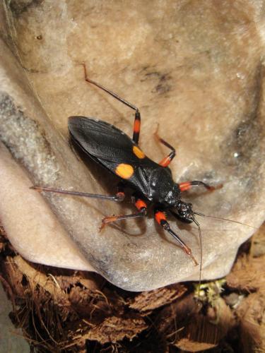 Réf. 256 935 : Platymeris rhadamanthus