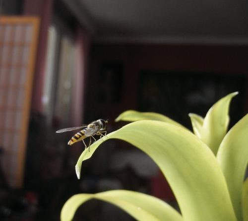 Episyrphus balteatus