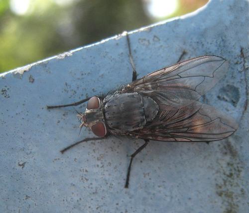 Réf. 256 504 : Calliphora vicina