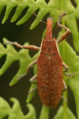 Réf. 256 460 : Lixus pulverulentus