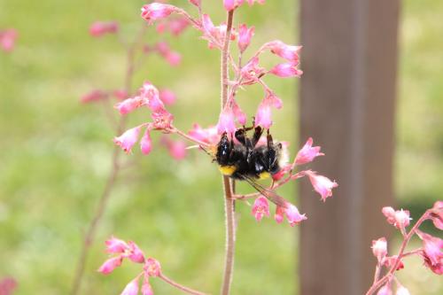 Bombus sp.