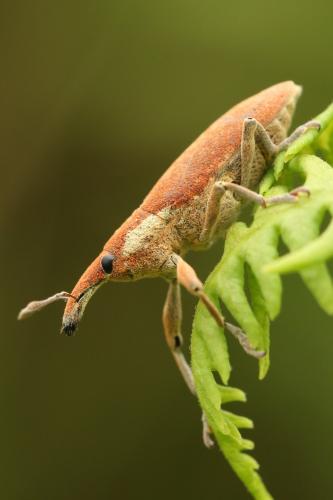 Réf. 256 461 : Lixus pulverulentus