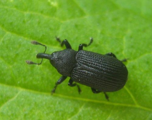 Magdalis sp.