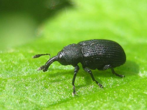 Réf. 256 980 : Magdalis sp.