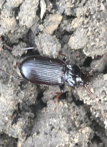 Nebria brevicollis