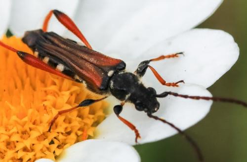 Réf. 256 616 : Stenopterus rufus