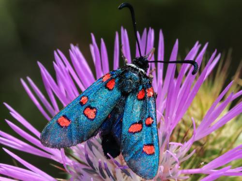 Zygaena lavandulae