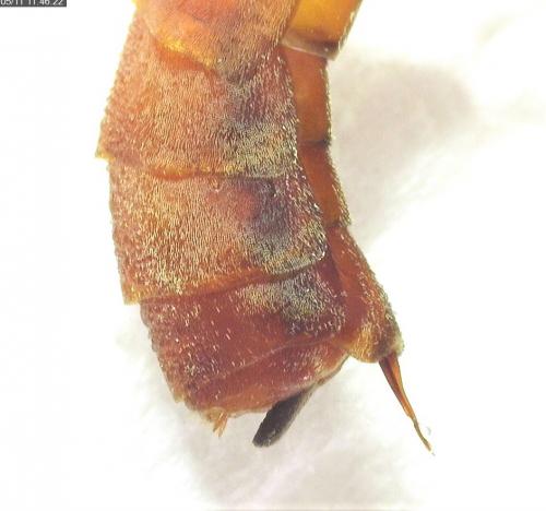 Ophion sp.