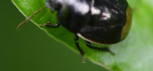 Legnotus limbosus