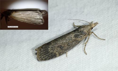 Réf. 256 363 : Lamoria anella