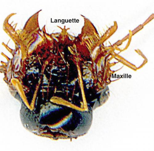 Réf. 256 294 : Leistus spinibarbis