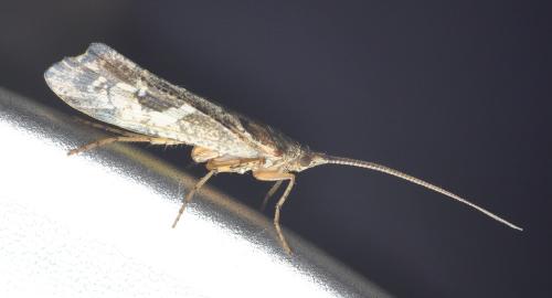 Glyphotaelius pellucidus