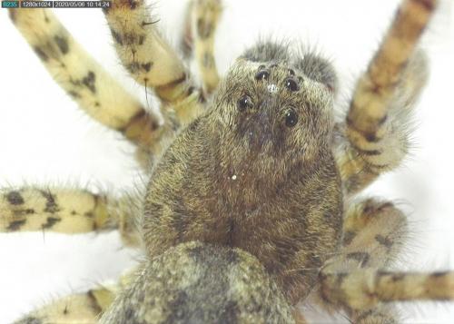 Arctosa (cinerea-similis)