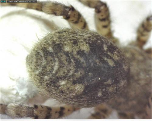 Arctosa (cinerea-similis)
