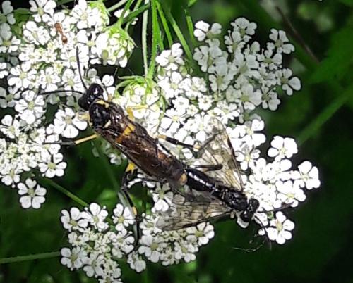 Réf. 256 018 : Macrophya montana