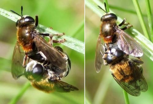 Microdon sp.
