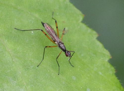 Réf. 256 463 : Micropeza corrigiolata