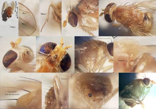 Réf. 256 939 : Minettia suillorum