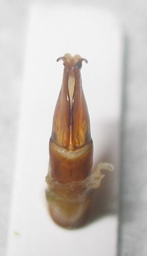 Réf. 256 572 : Tmesorrhina iris