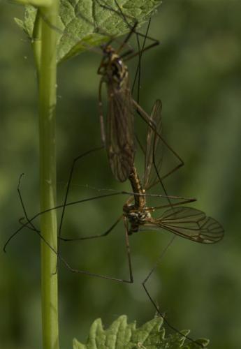 Nephrotoma appendiculata